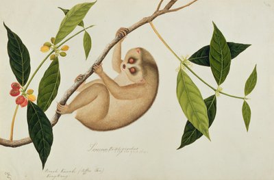 Lemur tardigradus, Booah Kawah (caféier) Kong Kang, de Dessins d